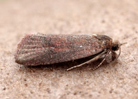 49.162 BF1064 Celypha rosaceana