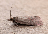 49.162 BF1064 Celypha rosaceana