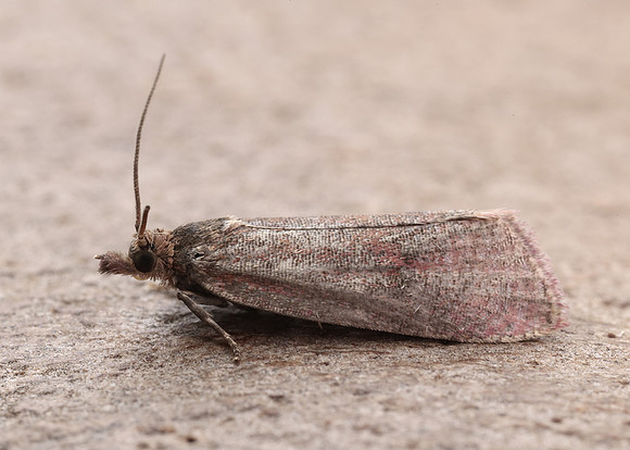 49.162 BF1064 Celypha rosaceana