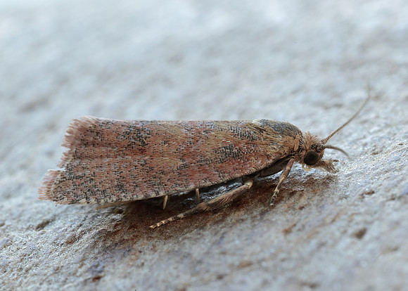 49.162 BF1064 Celypha rosaceana