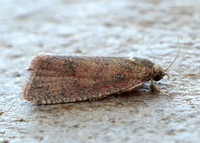 49.162 BF1064 Celypha rosaceana