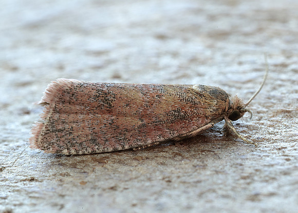 49.162 BF1064 Celypha rosaceana