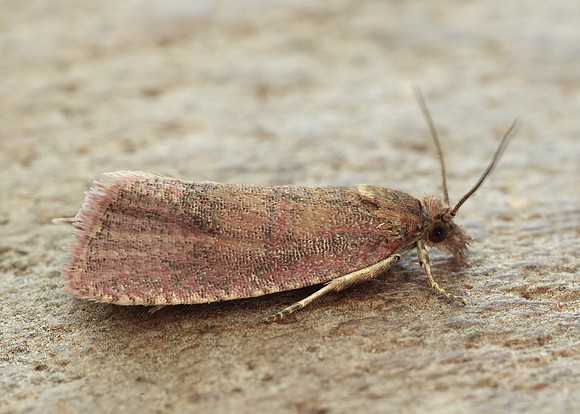 49.162 BF1064 Celypha rosaceana