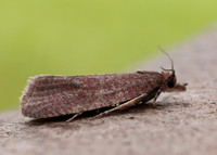 49.162 BF1064 Celypha rosaceana