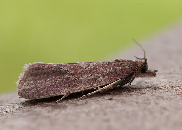 49.162 BF1064 Celypha rosaceana