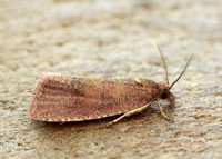 49.162 BF1064 Celypha rosaceana