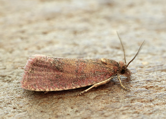 49.162 BF1064 Celypha rosaceana