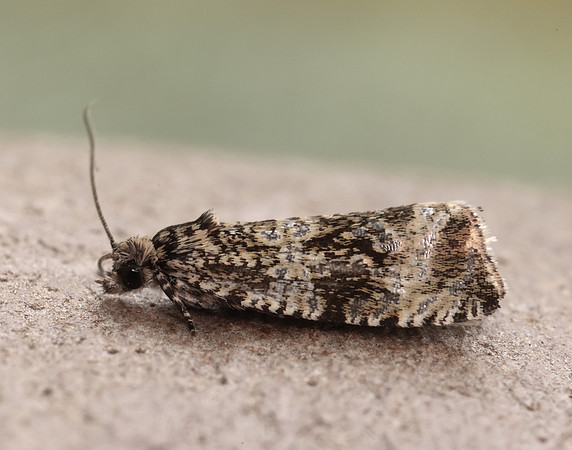 49.166 BF1076 Celypha lacunana