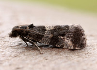 49.183 BF1108 Lobesia abscisana