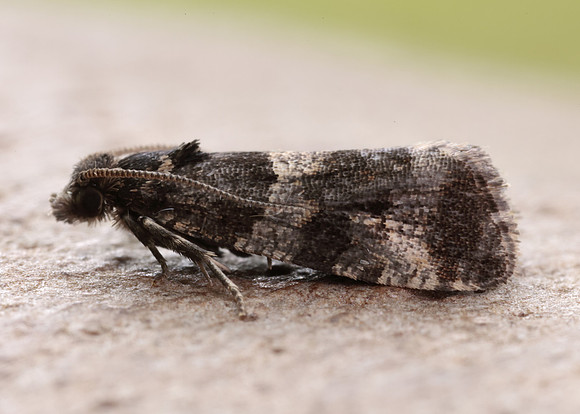 49.183 BF1108 Lobesia abscisana