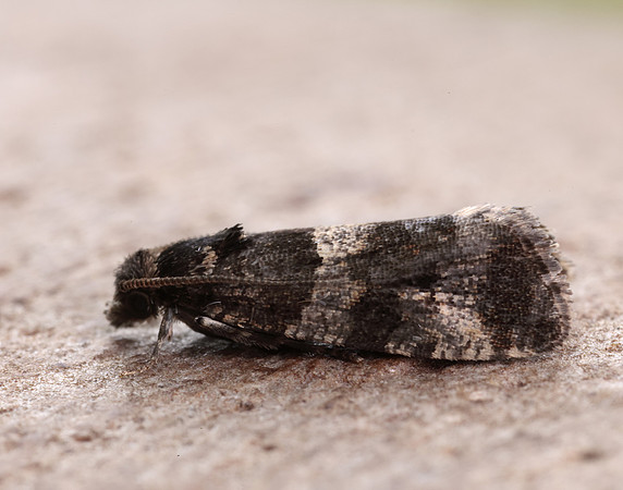 49.183 BF1108 Lobesia abscisana