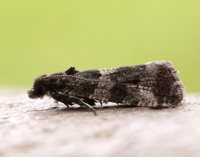 49.183 BF1108 Lobesia abscisana