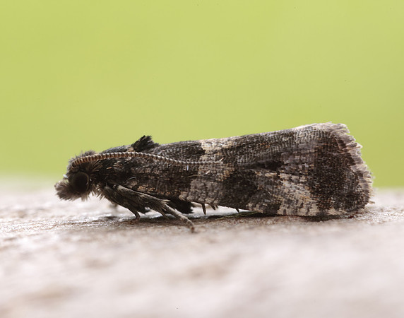 49.183 BF1108 Lobesia abscisana