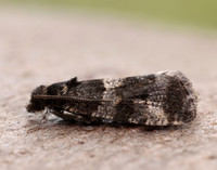 49.183 BF1108 Lobesia abscisana