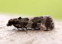 49.183 BF1108 Lobesia abscisana