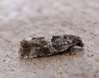 49.183 BF1108 Lobesia abscisana