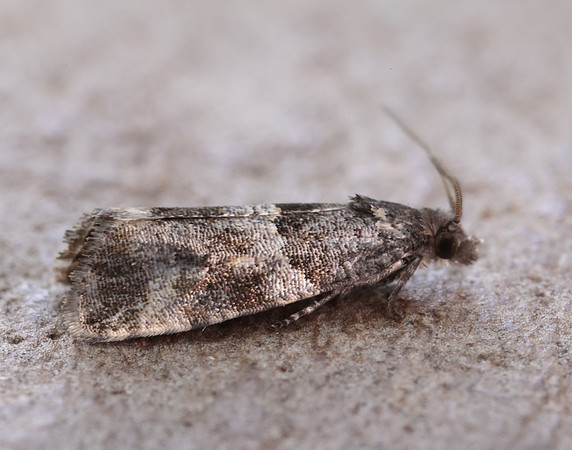 49.183 BF1108 Lobesia abscisana