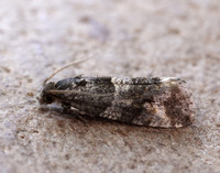 49.183 BF1108 Lobesia abscisana