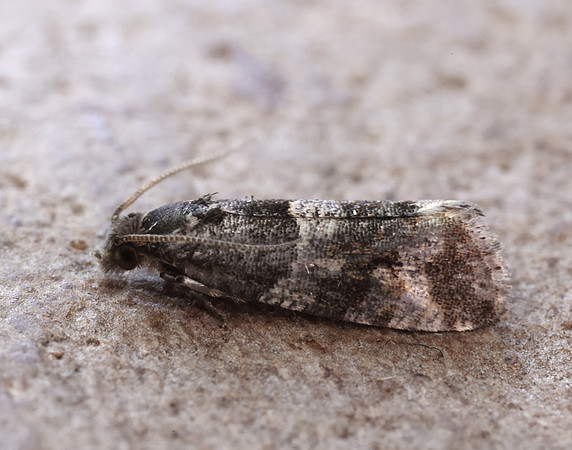 49.183 BF1108 Lobesia abscisana