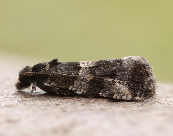 49.183 BF1108 Lobesia abscisana