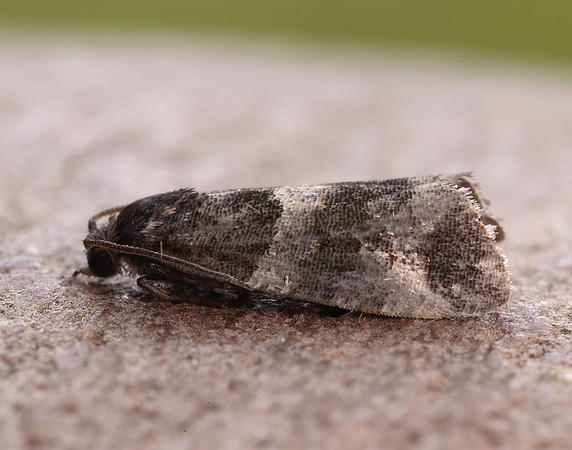 49.183 BF1108 Lobesia abscisana