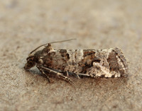 49.185 BF1109 Lobesia littoralis