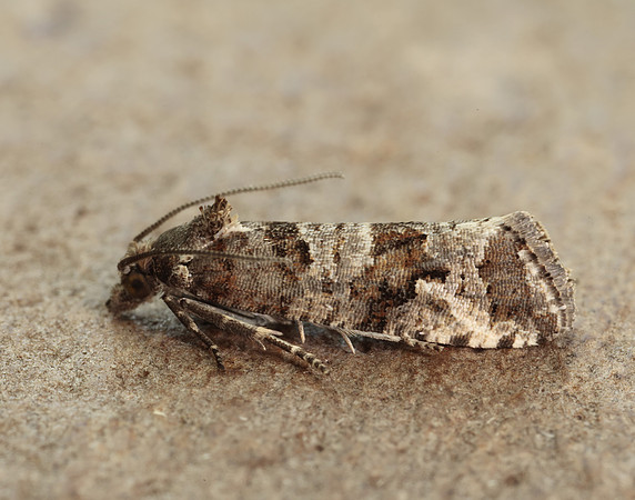 49.185 BF1109 Lobesia littoralis