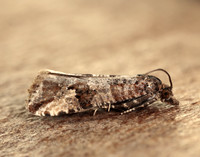 49.185 BF1109 Lobesia littoralis