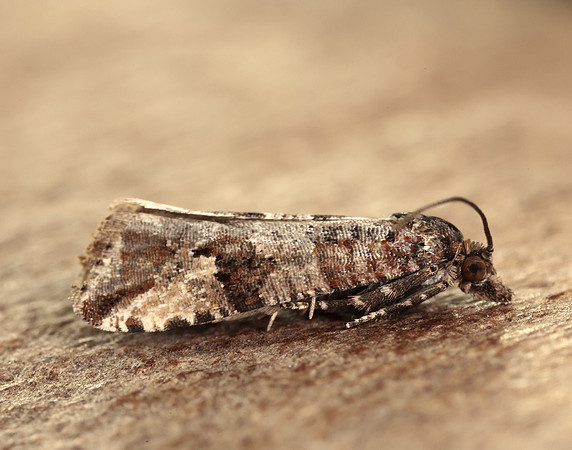 49.185 BF1109 Lobesia littoralis