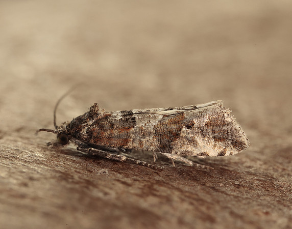 49.185 BF1109 Lobesia littoralis
