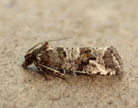49.185 BF1109 Lobesia littoralis