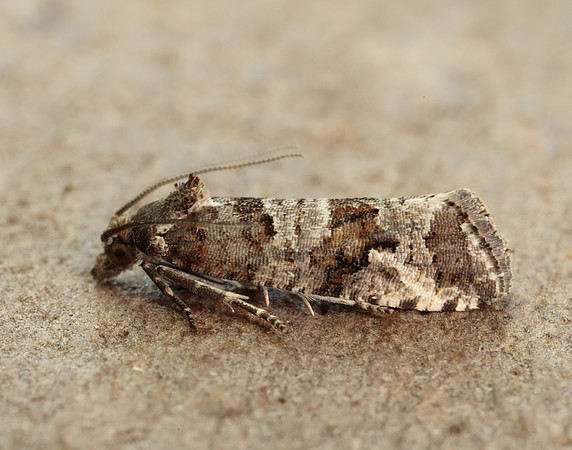 49.185 BF1109 Lobesia littoralis
