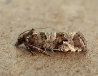 49.185 BF1109 Lobesia littoralis
