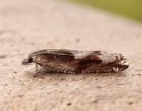 49.202 BF1118 Ancylis uncella