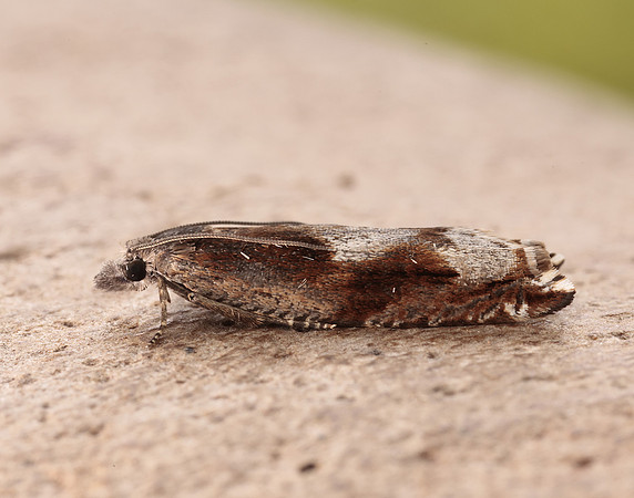 49.202 BF1118 Ancylis uncella
