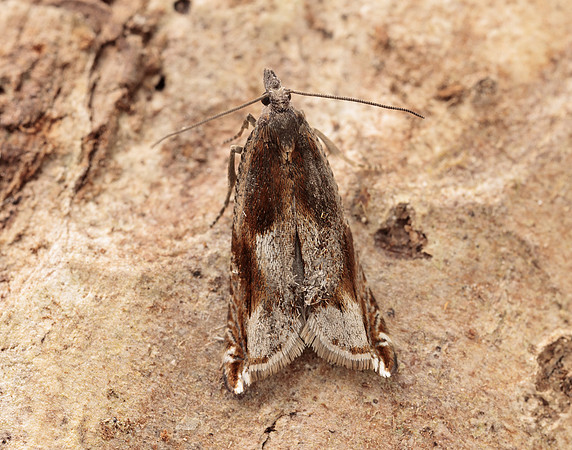 49.202 BF1118 Ancylis uncella