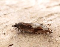 49.202 BF1118 Ancylis uncella