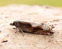 49.202 BF1118 Ancylis uncella