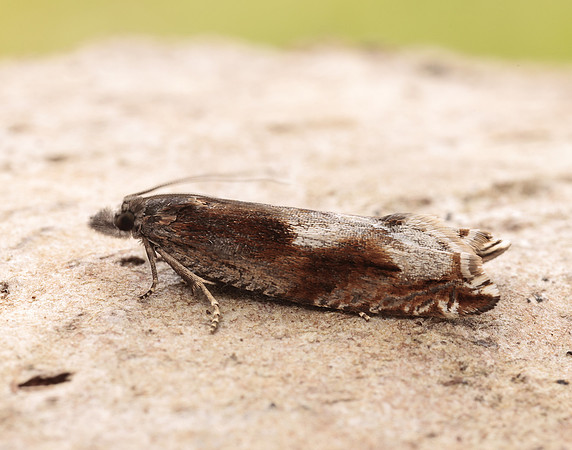 49.202 BF1118 Ancylis uncella