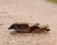 49.202 BF1118 Ancylis uncella