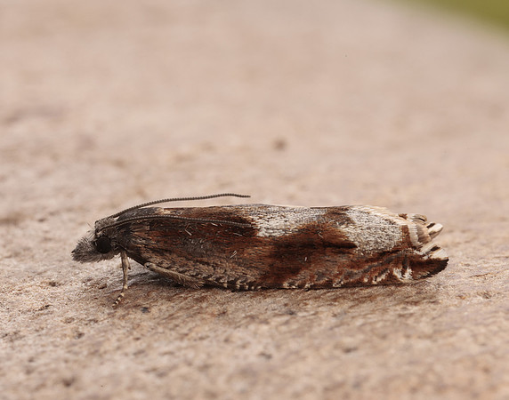 49.202 BF1118 Ancylis uncella