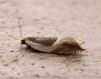 49.214 BF1126 Ancylis badiana