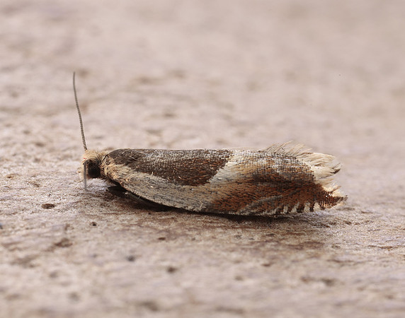 49.214 BF1126 Ancylis badiana