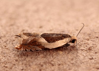 49.214 BF1126 Ancylis badiana