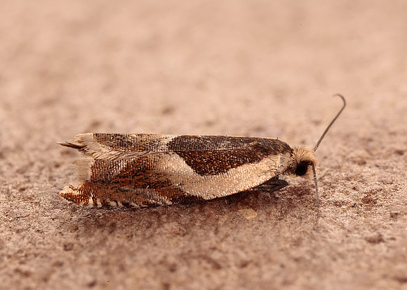 49.214 BF1126 Ancylis badiana