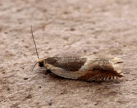 49.214 BF1126 Ancylis badiana