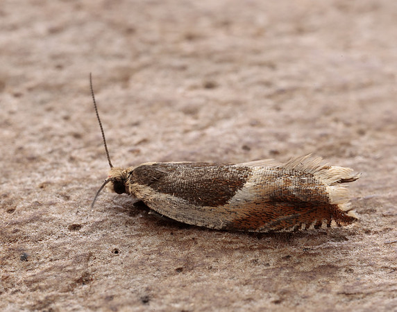 49.214 BF1126 Ancylis badiana