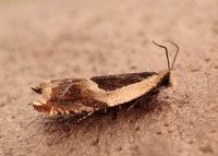 49.214 BF1126 Ancylis badiana