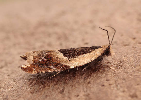 49.214 BF1126 Ancylis badiana
