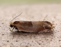 49.216 BF1120 Ancylis mitterbacheriana